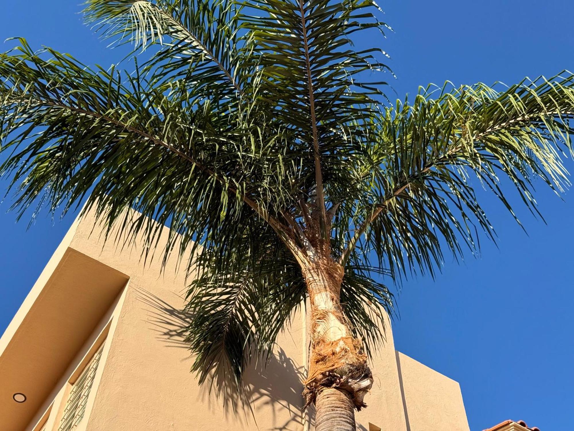 Villa La Palma Hotel Tequila Ngoại thất bức ảnh